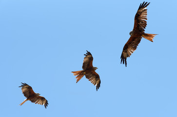 red kites flying in Corsica sky