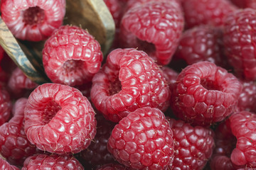 Fresh large red berries of ripe raspberries close-up.