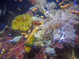Poissons Nemo, Aquarium de Boulogne sur Mer