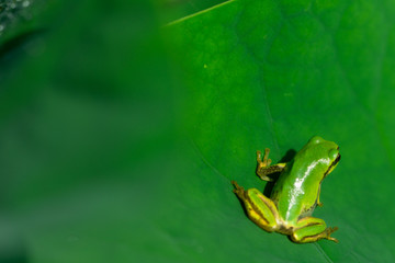背中越しのカエル