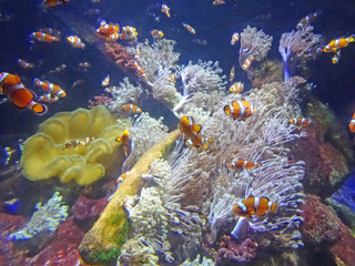 Fototapeta na wymiar Poissons Nemo, Aquarium de Boulogne sur Mer