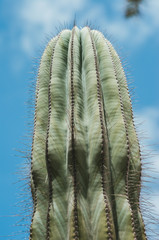 nature poster. green cactus