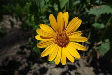 Top view of flower of Heliopsis helianthoides