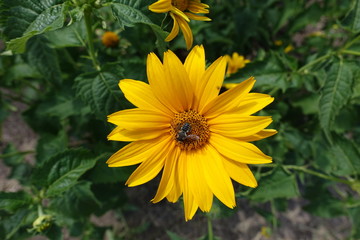 Honey bee pollinating yellow flower of Heliopsis helianthoides