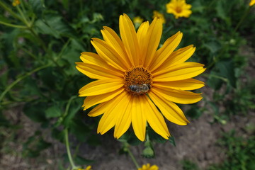 Pollination of yellow flower of Heliopsis helianthoides