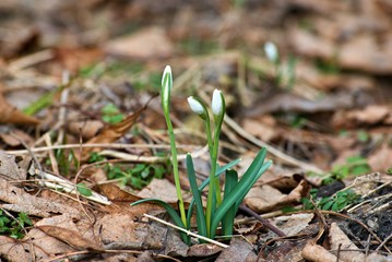 Group of blooming snowdrops at the beginning of spring