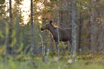 Moose in Lapland forest, Finland