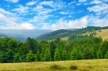 Slopes of mountains, coniferous trees and clouds in the sky. Picturesque and gorgeous scene.