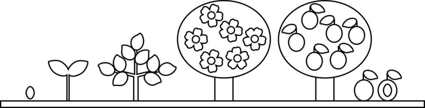 Coloring page. Life cycle of plum tree. Plant growth stage from seed to tree with fruits