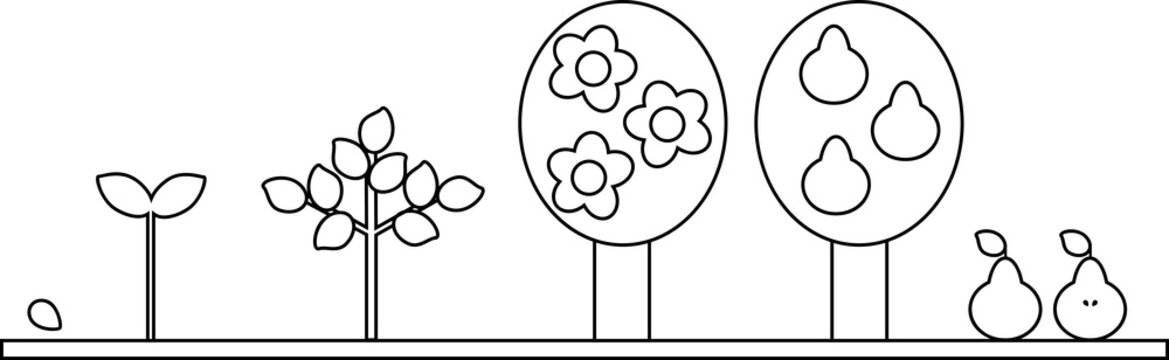 Coloring page. Life cycle of pear tree. Plant growth stage from seed to tree with fruits