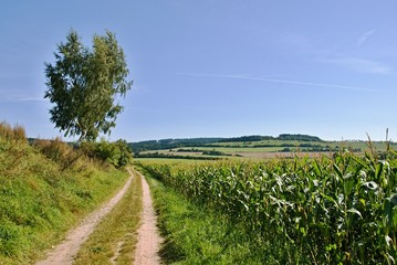 Fototapeta na wymiar Landscape with path, tree and corn field