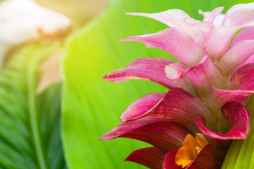 Siam tulip, beautiful flowers in the rainy season.