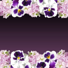 Beautiful floral background from pelargonium and pansies 
