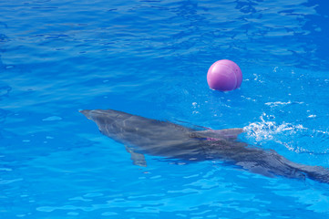 Dolphin playing with a ball