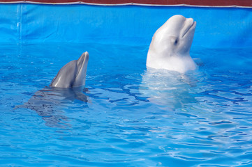 dolphins play in the pool