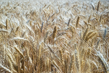 Wheat on the field. Plant, nature, rye.