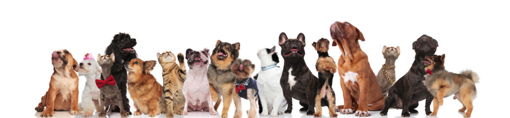 adorable team of dogs and cats of different breeds