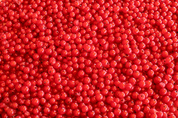 background. ripe juicy red currant berries. the view from the top