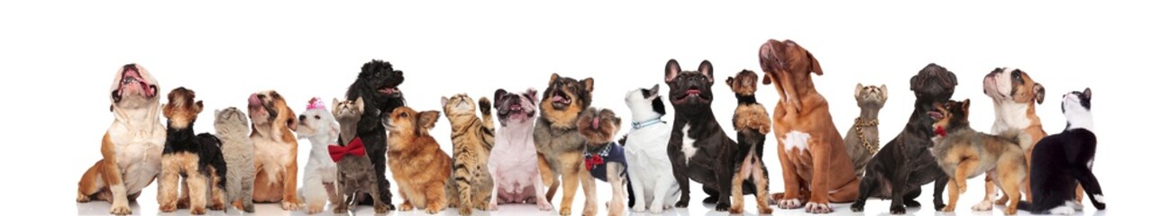 large group of mixed dogs and cats looking up