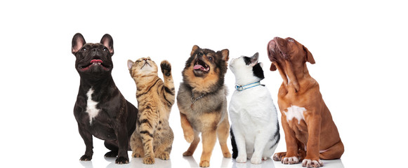 five curious pets look up on white background