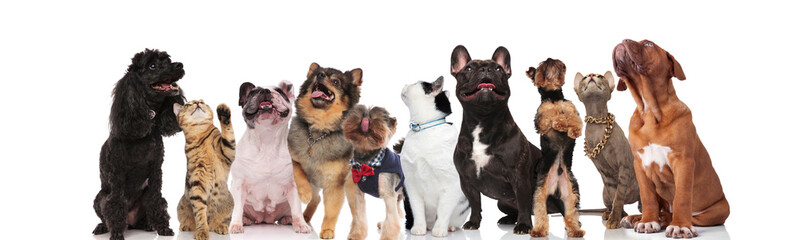 cute group of nine mixed pets looking up