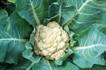 Cauliflower closeup outdoor shot on sunny day