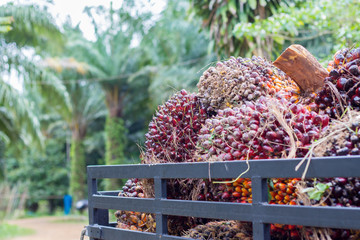 Palms have a lot selling at the market. For made oil.