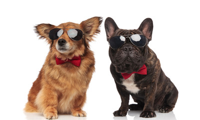 metis and french bulldog couple wearing sunglasses and bowties
