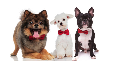 cute team of three elegant dogs wearing bowties