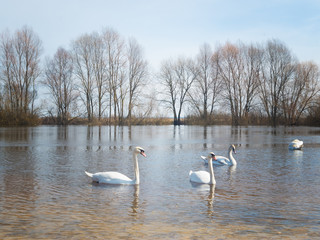 Naklejka na ściany i meble white swans on the river.