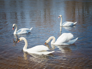 Obraz premium white swans on the river.