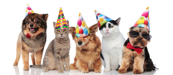 five cute party pets with colorful caps