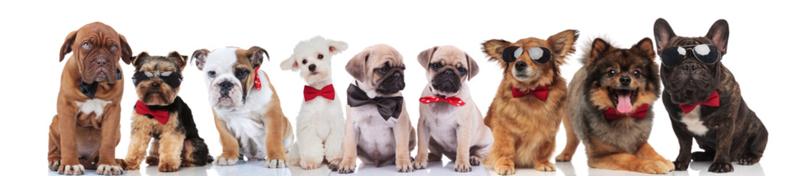 cute group of many adorable dogs wearing bowties