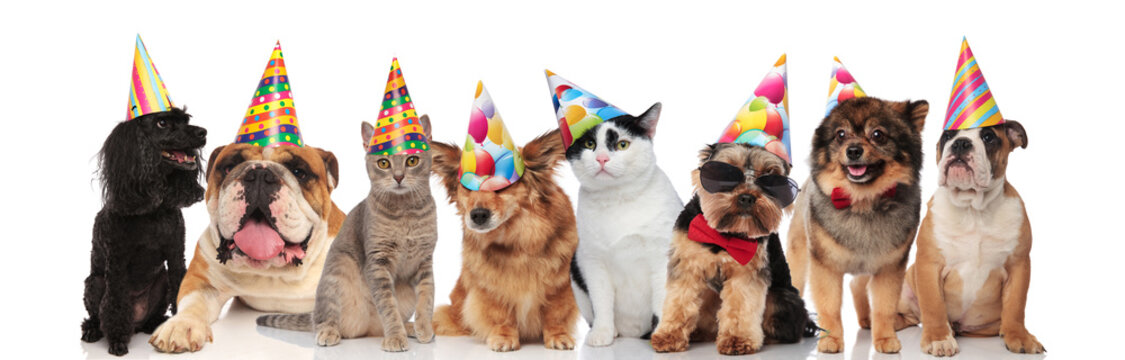 adorable team of birthday pets of different breeds
