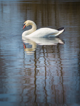 white swan on the river.
