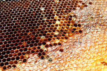 Honey in honeycomb