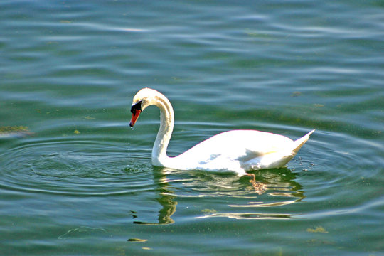 beauty swan on lake