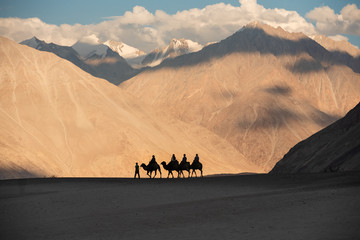 Fototapeta na wymiar Camel Rides at Nubra valley in Leh Ladakh, Jammu and Kashmir, India.
