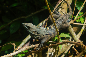 Lagarto en la selva