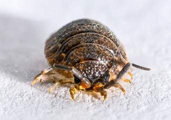 Woodlouse macro