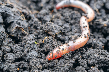earth worm close-up in a fresh wet earth