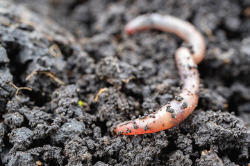 Earth's worm in the earth, the land is wet