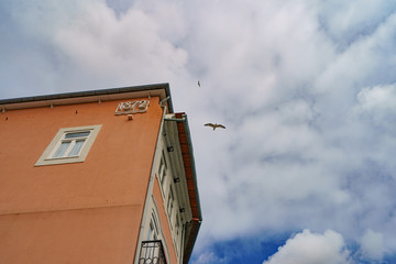 Seagull in the cloudy sky