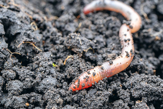 Earth Worm In Soil Stock Photo - Download Image Now - Worm