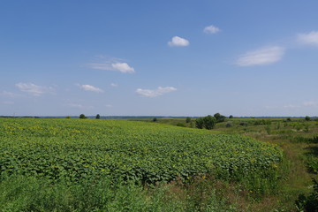 green field and blue cloudy sky