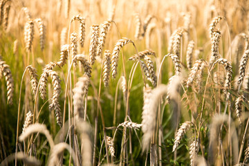 Erntereifes Getreide auf Feld, Landwirtschaft und Ackerbau