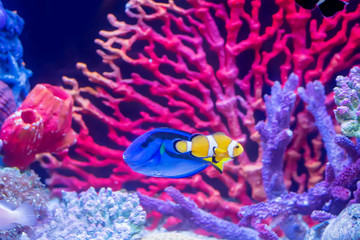 Fototapeta na wymiar The marine fish are color of the sea.