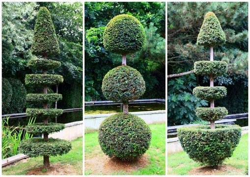 montage de topiaires