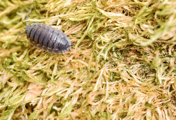 Woodlouse macro