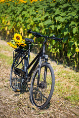Fototapeta premium Sunflowers on the porter, self-cutting sunflowers